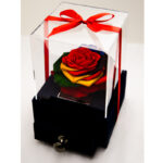 گل رز جاودان دکوفیوره مدل کشودار رنگارنگ