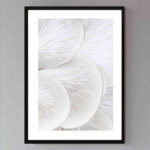 تابلو مدل Oyster close up کد 248901967