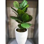 درختچه مصنوعی مدل فیکوس لیراتا طرح 2 بازو