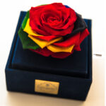 جعبه موزیکال رز جاودان دکوفیوره مدل هندل لاو رنگارنگ