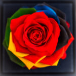 گل رز جاودان دکوفیوره مدل کشودار رنگارنگ