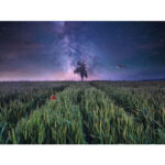 پازل 1500 تکه راونزبرگر مدل Night Sky Over the Cornfield کد 12000799