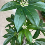 درختچه مصنوعی مدل پاچیرا