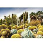 پازل 1000 تکه راونزبرگر مدل The Huntington Desert Garden کد 12000850