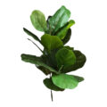 درختچه مصنوعی مدل فیکوس لیراتا طرح 2 بازو