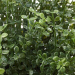 گلدان به همراه گل مصنوعی ایکیا مدل FEJKA کد 90395337