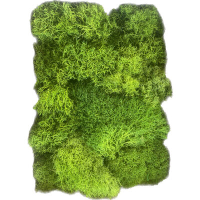 دیوارپوش مدل خزه ریندر تثبیت شده 