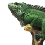 مجسمه مدل آفتاب پرست روی درخت