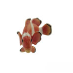 مجسمه چینی فرانز مدل ماهی مقلد FZ01448