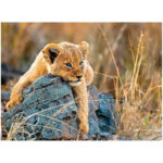 پازل 200 تکه راونزبرگر مدل Little Lion کد 12946