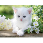 پازل 1500 تکه راونزبرگر مدل White Kitten کد 12000706