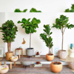 درختچه مصنوعی مدل فیکوس لیراتا طرح 2 بازو